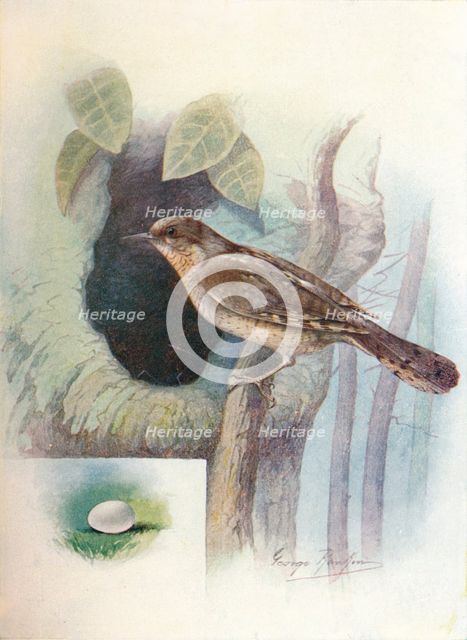 'Wryneck - I'ynx torquil'la', c1910, (1910). Artist: George James Rankin.