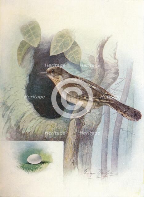 'Wryneck - I'ynx torquil'la', c1910, (1910). Artist: George James Rankin.