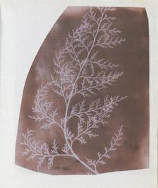 Wrack, 1839. Creator: William Henry Fox Talbot