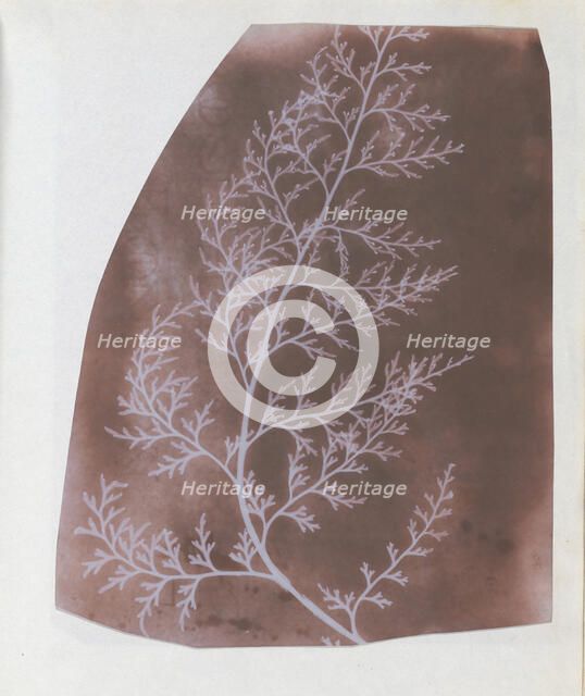 Wrack, 1839. Creator: William Henry Fox Talbot.