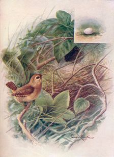Wren - Troglod'ytes par'vulus c1910, (1910). Artist: George James Rankin