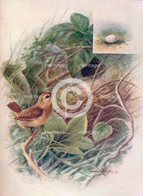 'Wren - Troglod'ytes par'vulus', c1910, (1910). Artist: George James Rankin.