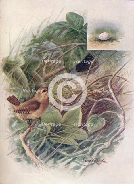 'Wren - Troglod'ytes par'vulus', c1910, (1910). Artist: George James Rankin.