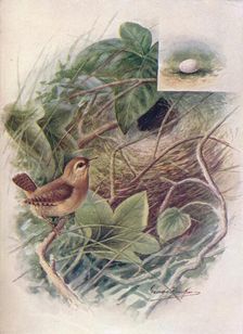 Wren - Troglod'ytes par'vulus c1910, (1910). Artist: George James Rankin