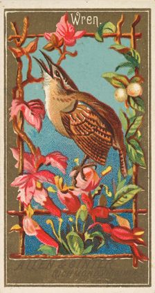 Wren, from the Birds of America series (N4) for Allen & Ginter Cigarettes Brands, 1888. Creator: Allen & Ginter