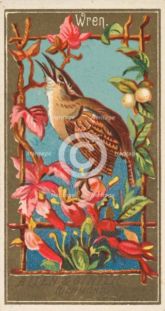 Wren, from the Birds of America series (N4) for Allen & Ginter Cigarettes Brands, 1888. Creator: Allen & Ginter.