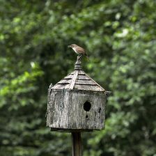 Wren On House. Creator: Tom Artin
