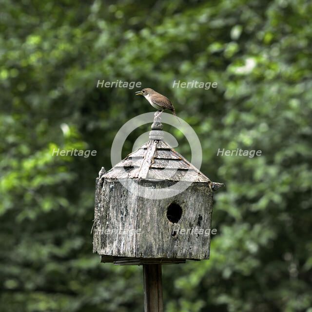Wren On House. Creator: Tom Artin.
