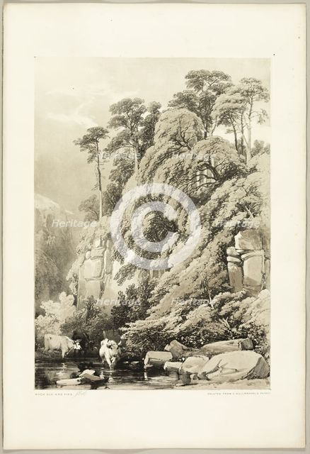 Wych Elm and Firs, from The Park and the Forest, 1841. Creator: James Duffield Harding.