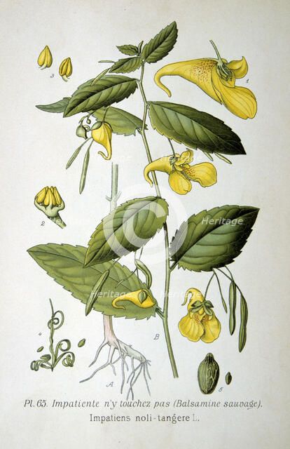 Touch-me-not balsam, 1893. Artist: Unknown