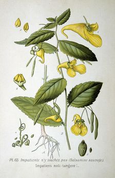 Touch-me-not balsam, 1893