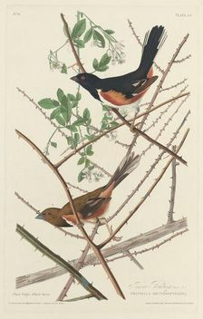 Towee Bunting, 1828. Creator: Robert Havell