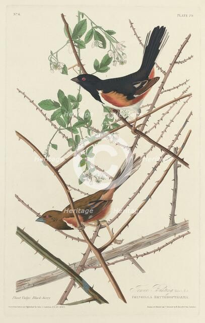 Towee Bunting, 1828. Creator: Robert Havell.