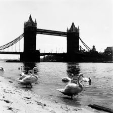Tower Bridge, London, 1952. Creator: Henry Grant