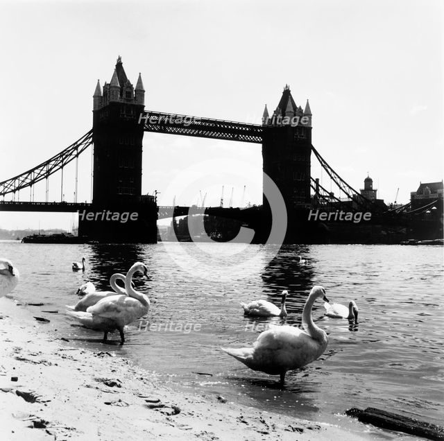 Tower Bridge, London, 1952. Creator: Henry Grant.
