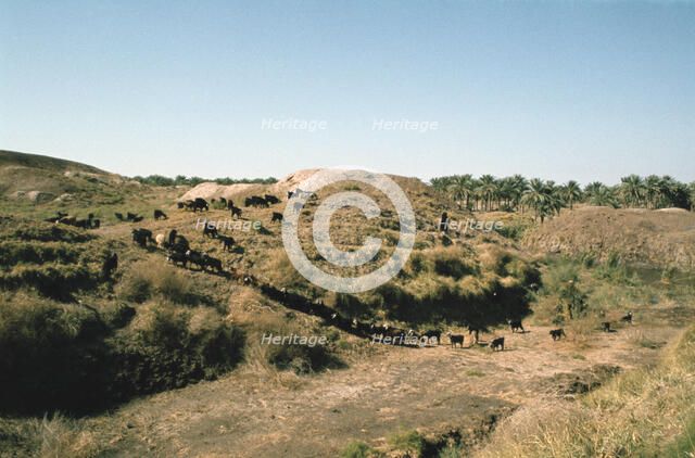 Tower of Babel, Babylon, Iraq, 1977.