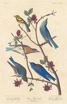 Townsend's Warbler, Arctic Blue Bird and Western Blue Bird, 1837. Creator: Robert Havell
