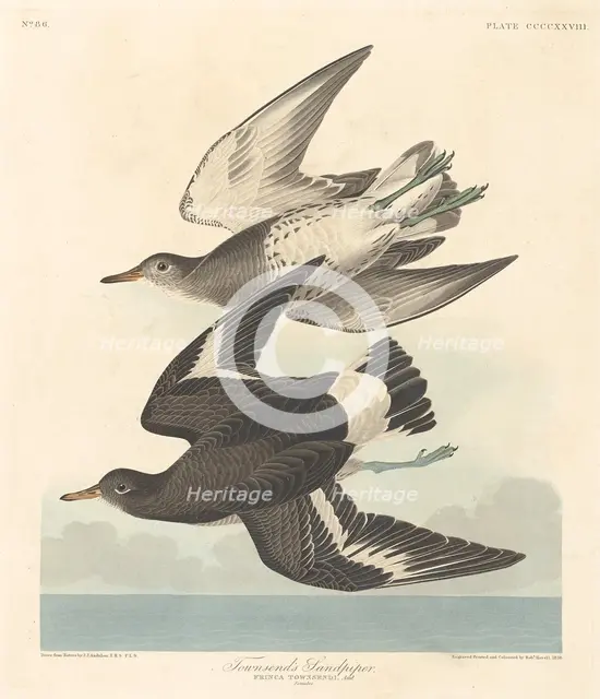 Townsend's Sandpiper, 1838. Creator: Robert Havell.
