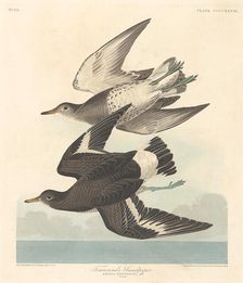 Townsend's Sandpiper, 1838. Creator: Robert Havell