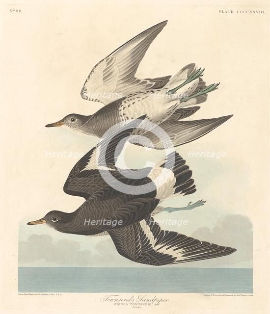 Townsend's Sandpiper, 1838. Creator: Robert Havell.