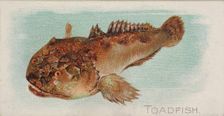 Toadfish, from the Fish from American Waters series (N8) for Allen & Ginter Cigarettes Bra..., 1889. Creator: Allen & Ginter