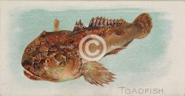 Toadfish, from the Fish from American Waters series (N8) for Allen & Ginter Cigarettes Bra..., 1889. Creator: Allen & Ginter.