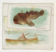 Toadfish, from Fish from American Waters series (N39) for Allen & Ginter Cigarettes, 1889. Creator: Allen & Ginter