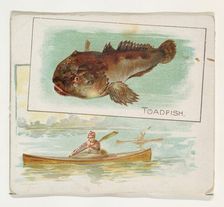 Toadfish, from Fish from American Waters series (N39) for Allen & Ginter Cigarettes, 1889. Creator: Allen & Ginter