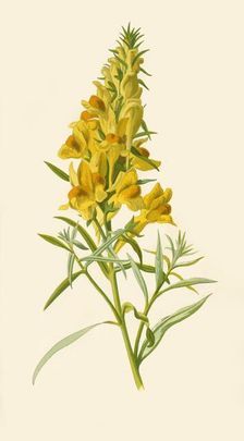 Toadflax 1877. Creator: Frederick Edward Hulme