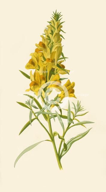 'Toadflax', 1877. Creator: Frederick Edward Hulme.