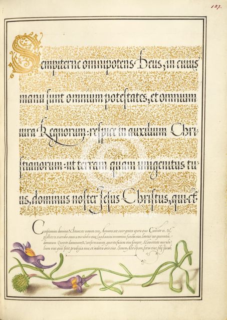Toadflax; Mira calligraphiae monumenta, 1561-1562; illumination added 1591-1596. Creator: Joris Hoefnagel.