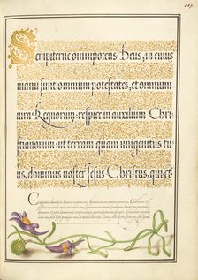 Toadflax; Mira calligraphiae monumenta, 1561-1562; illumination added 1591-1596. Creator: Joris Hoefnagel