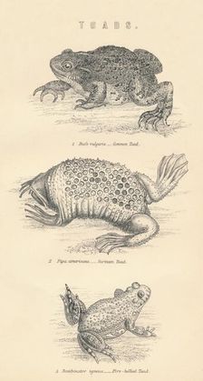 Toads 1885