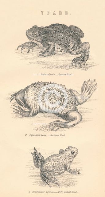 'Toads', 1885.  Artist: Unknown.