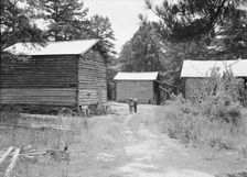 Tobacco barns on the Stone place, Upchurch, North Carolina, 1939. Creator: Dorothea Lange