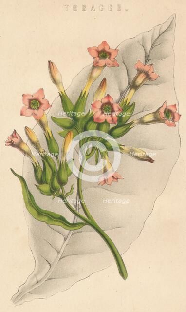 'Tobacco', c19th century. Artist: Unknown.