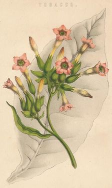 Tobacco c19th century