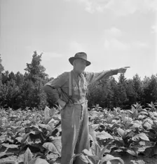 Tobacco farmer, owner of 100 acres, Person County, North Carolina, 1939. Creator: Dorothea Lange