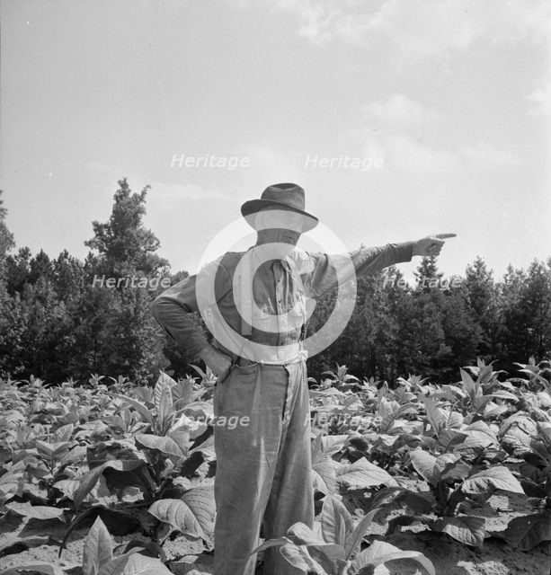 Tobacco farmer, owner of 100 acres, Person County, North Carolina, 1939. Creator: Dorothea Lange.