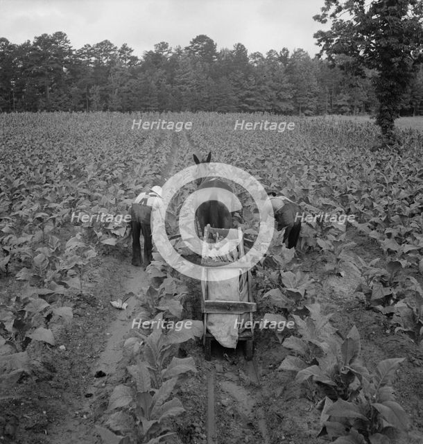 Tobacco field in early morning where white sharecropper..., Shoofly, North Carolina, 1939. Creator: Dorothea Lange.
