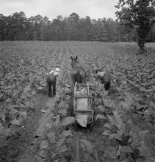 Tobacco field in early morning where white sharecropper..., Shoofly, North Carolina, 1939. Creator: Dorothea Lange