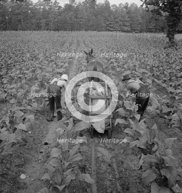 Tobacco field in early morning where white sharecropper..., Shoofly, North Carolina, 1939. Creator: Dorothea Lange.