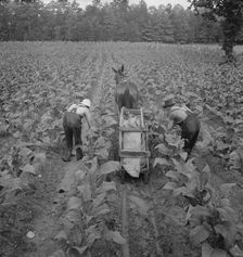 Tobacco field in early morning where white sharecropper..., Shoofly, North Carolina, 1939. Creator: Dorothea Lange