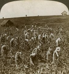 Tobacco field, Montpeller, Jamaica, 1900. Artist: Underwood & Underwood