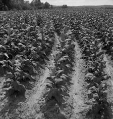 Tobacco field of Negro sharecropper, Wake County, North Carolina, 1939. Creator: Dorothea Lange