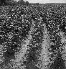 Tobacco field of Negro sharecropper, Wake County, North Carolina, 1939. Creator: Dorothea Lange