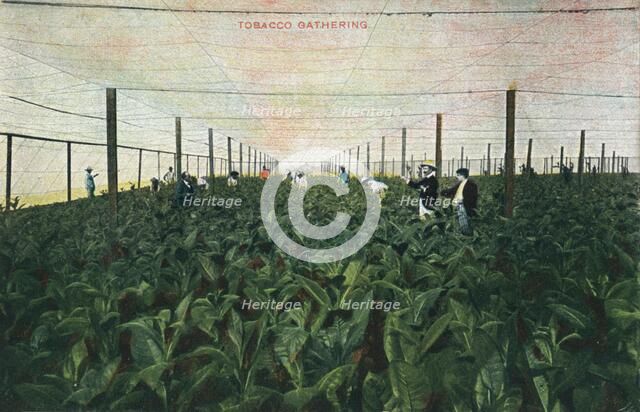 Tobacco Gathering, 1900. Artist: Unknown
