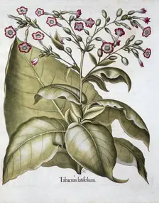 Tobacco plant, 1613. Creator: Unknown
