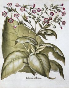 Tobacco plant, 1613. Creator: Unknown