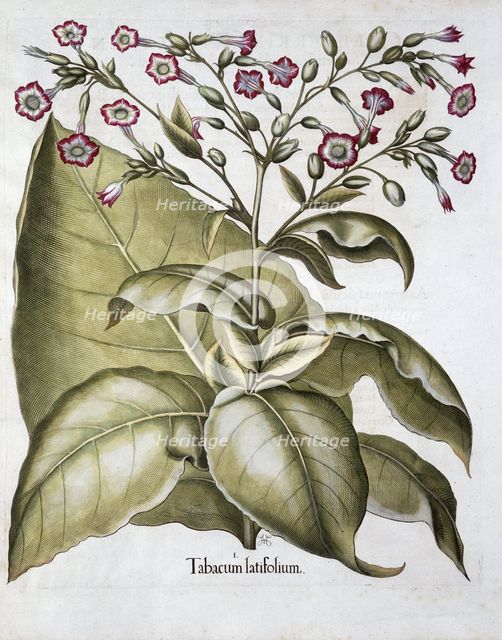 Tobacco plant, 1613. Creator: Unknown.